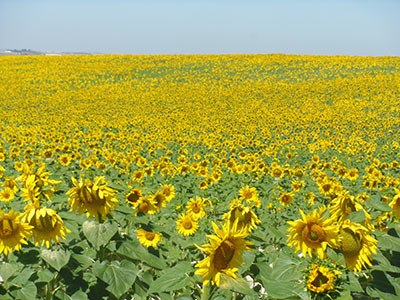 スペイン人の大家さんにカディスに連れって行ってもらった時、途中で寄ってもらったひまわり畑