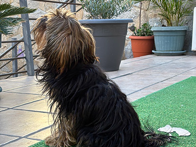 ホームステイ先のペット